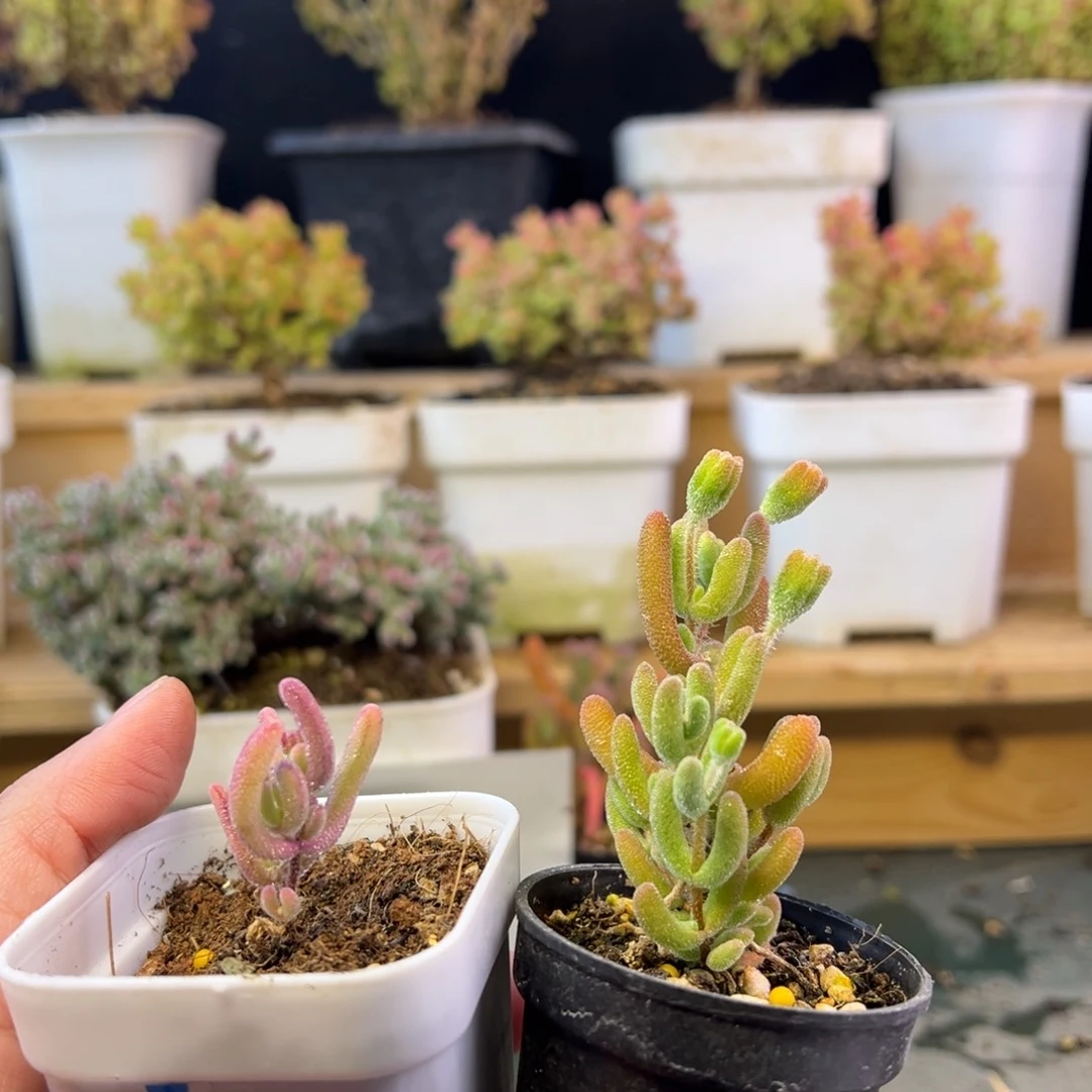 紫闪光琉璃组412➕小惊喜