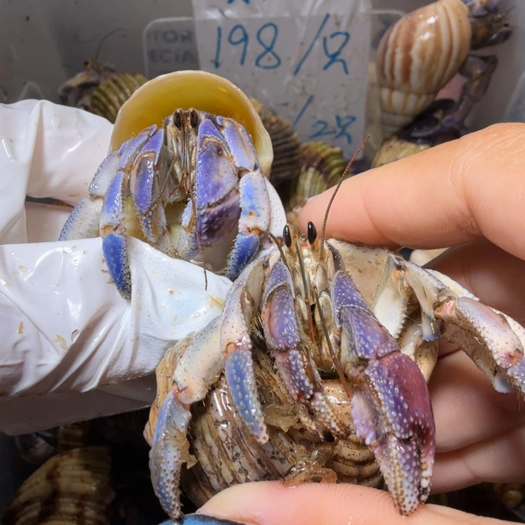 海水鱼2.5蓝粉组合