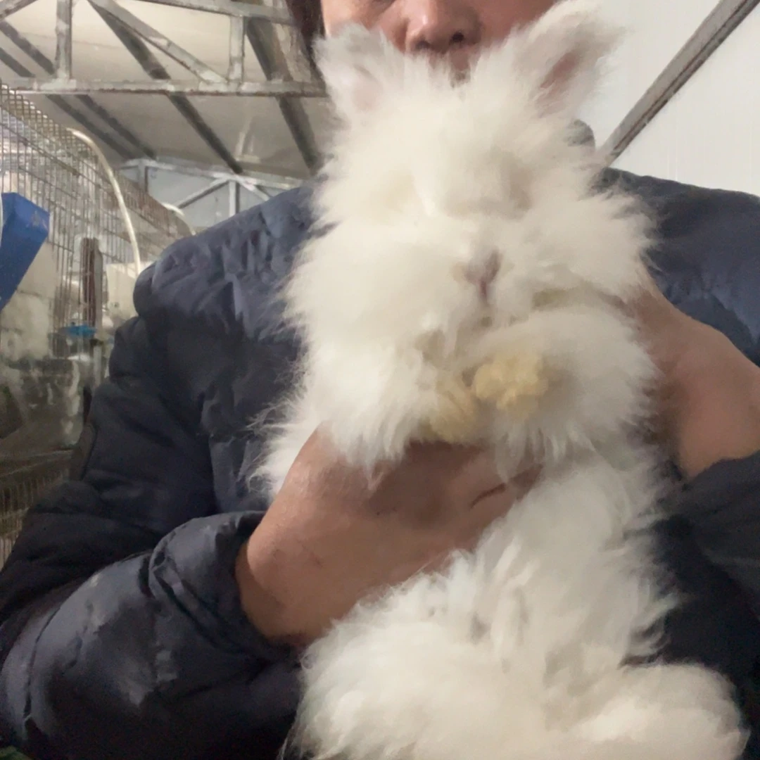 英系安哥拉宠物兔