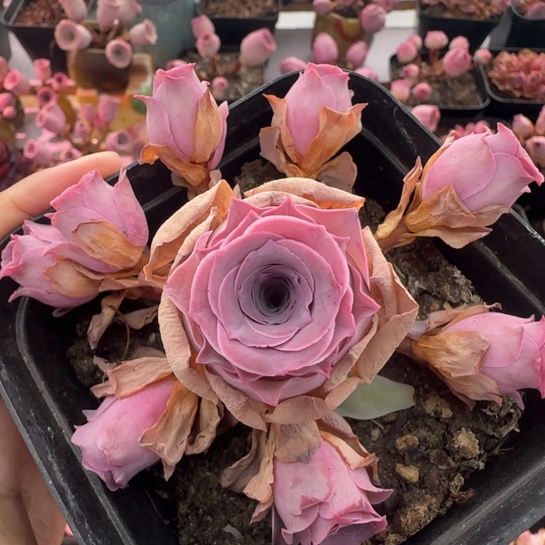 Y907半城玫瑰紫芙