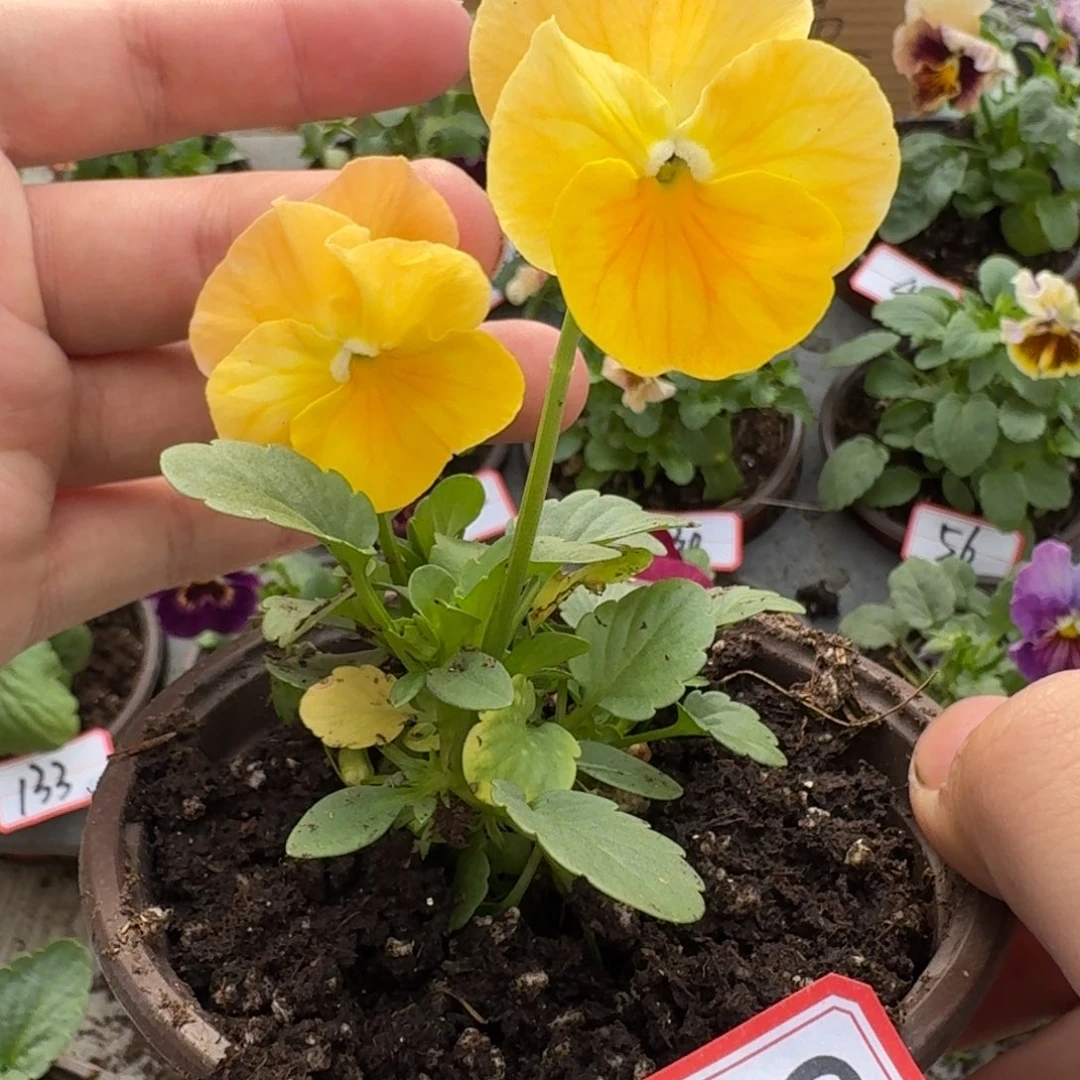 大部分花苞少量开放277