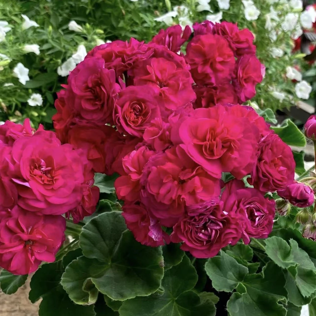 艾斯菲尔～重瓣大花勤花半兽天竺葵