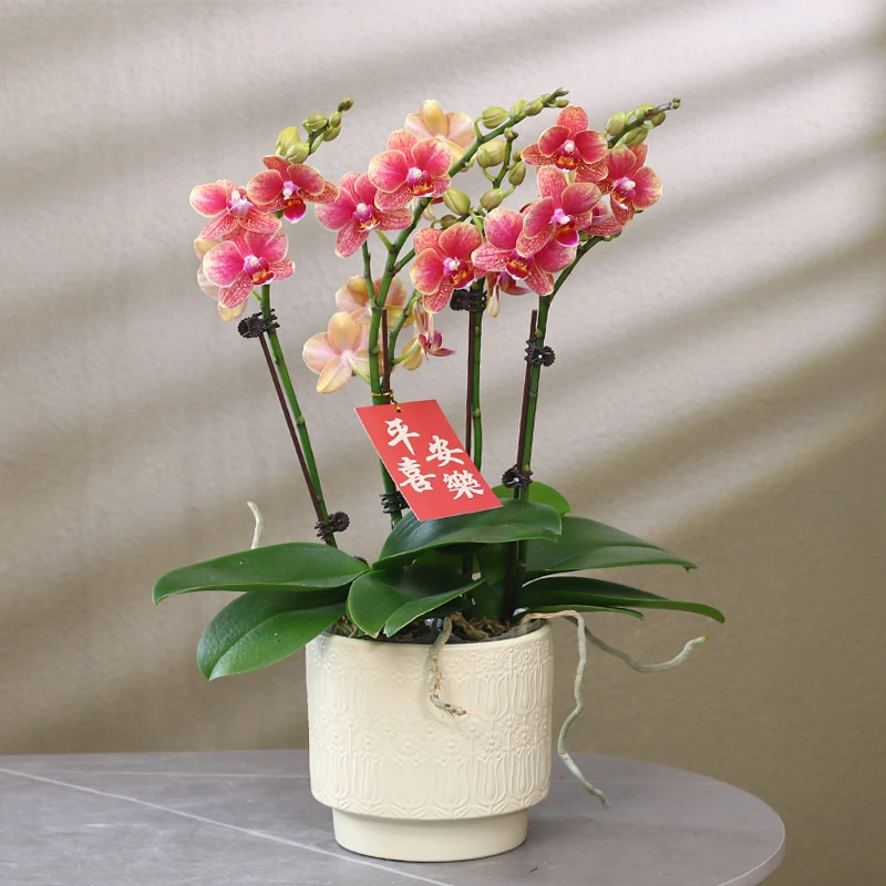 蝴蝶兰【金蝶】带花带盆组好伴手礼送礼茶桌婚礼客厅美化装饰