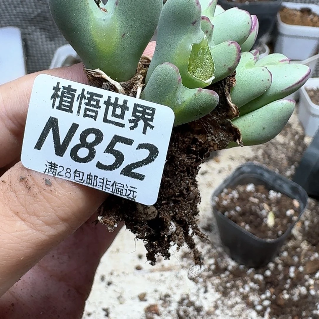 多肉植物的润泽的车