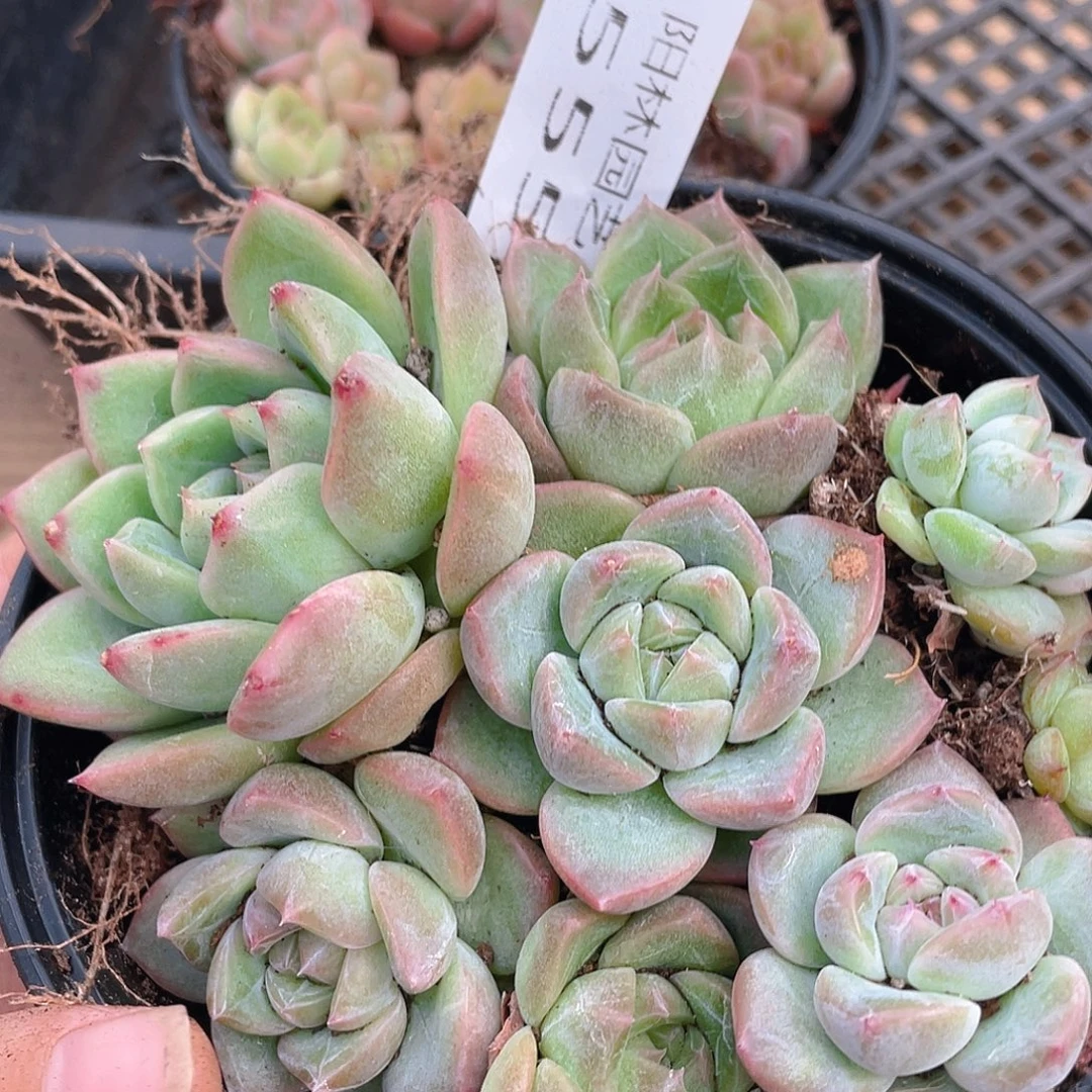 多肉植物多肉植物555