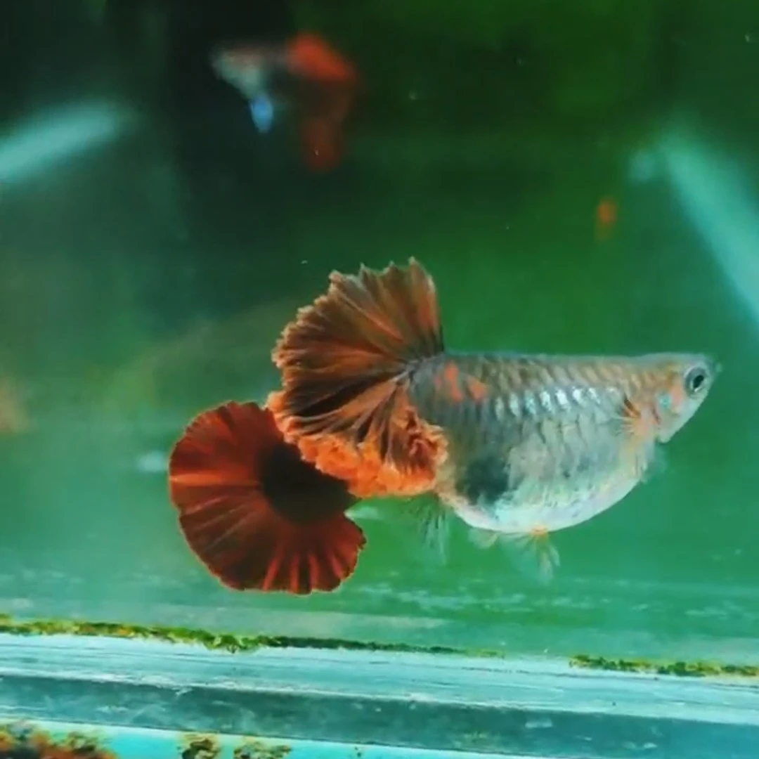 菊花帆褶扇孔雀鱼热带鱼观赏鱼