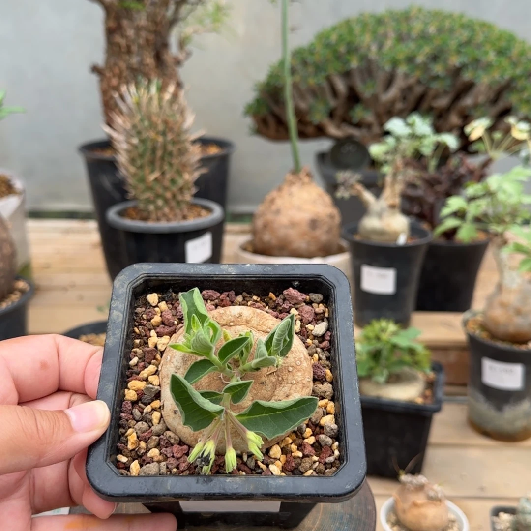 563黑球花罗摩块根植物