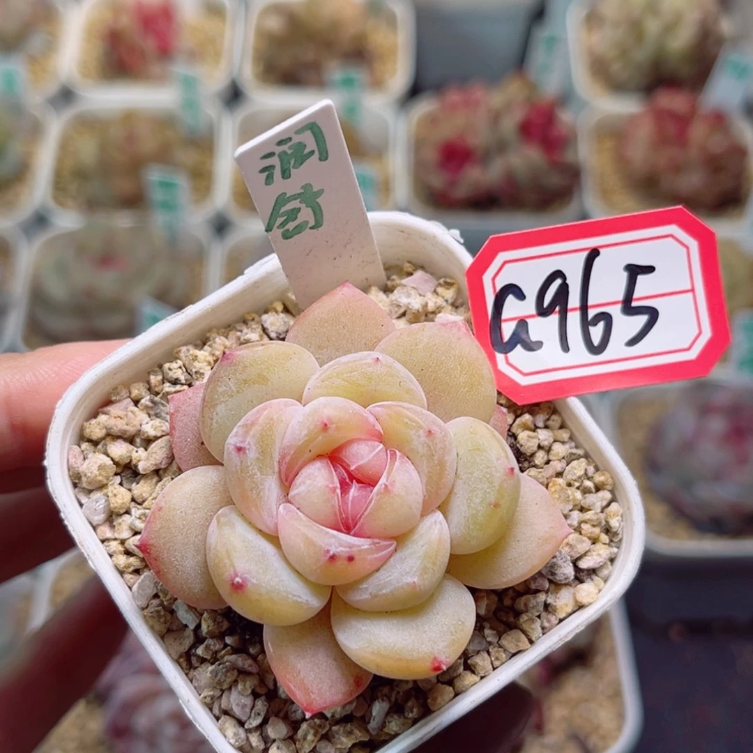 G965 润舒一物一拍