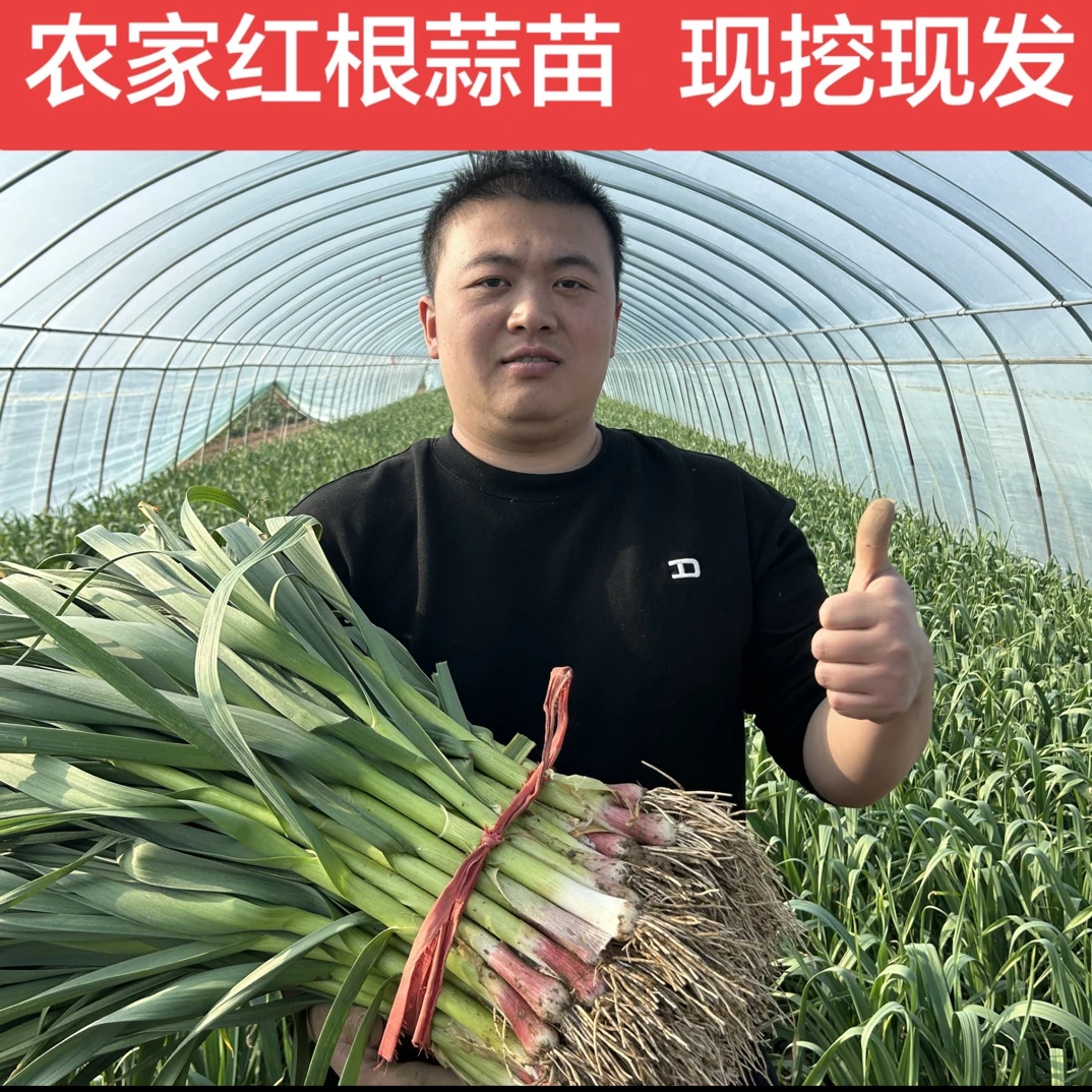 新鲜红皮红根蒜苗当季绿色蔬菜蒜味十足