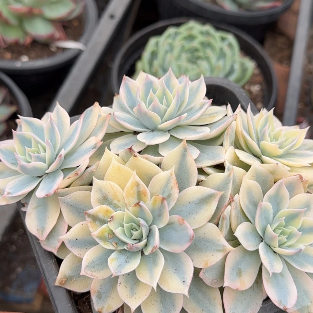 皮试锦惊鸿一物一拍包装收缩花旱