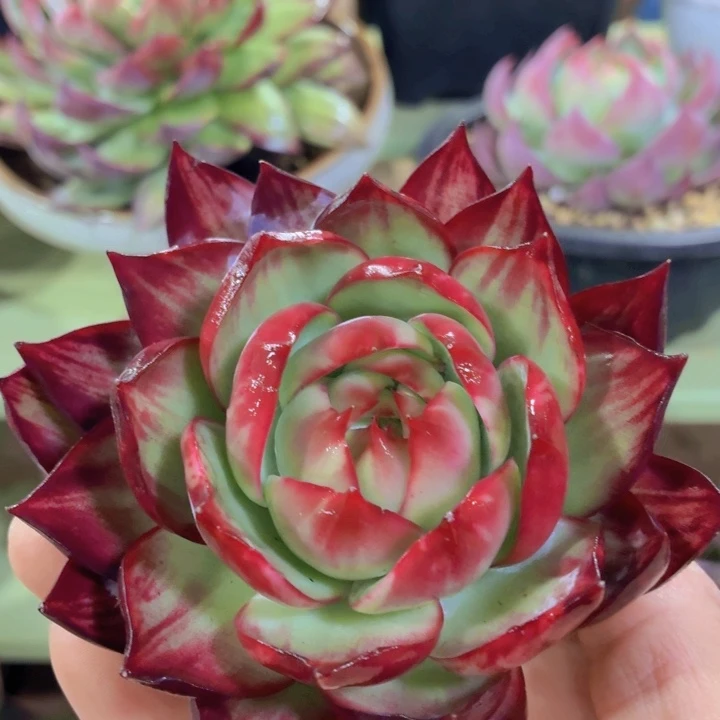 多肉植物惊鸿仙子