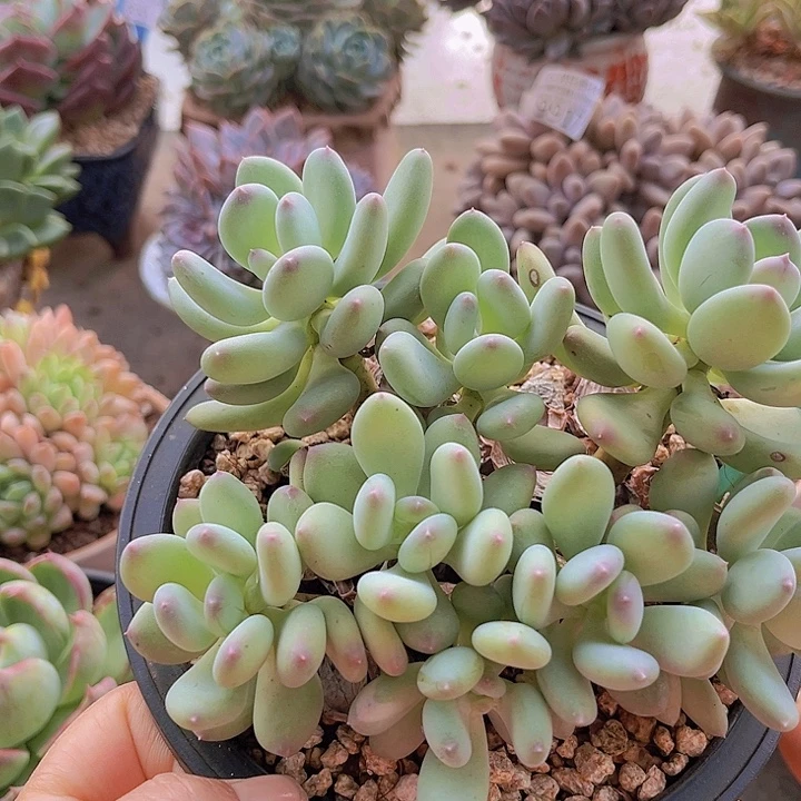 9965三日月美人。