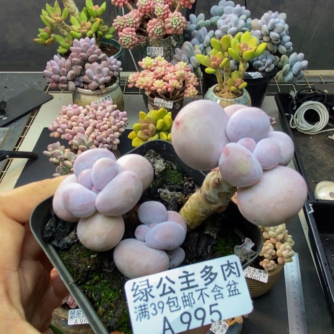 995芭比奶多肉7c m