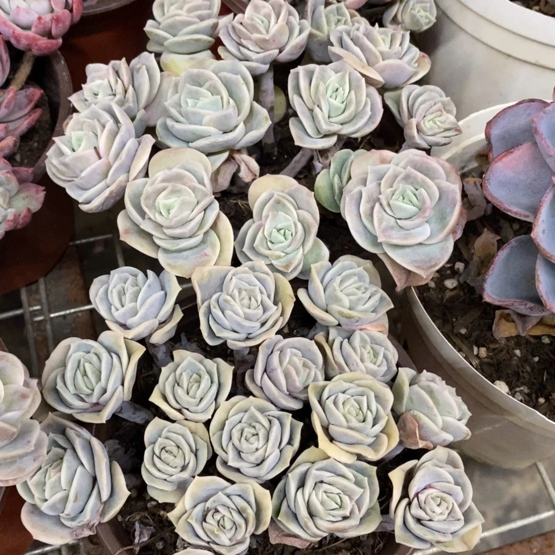 可爱玫瑰散装带盆土十头起发两盆