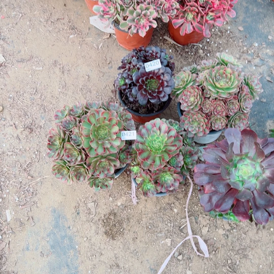 月***酒421两颗组合多肉植物