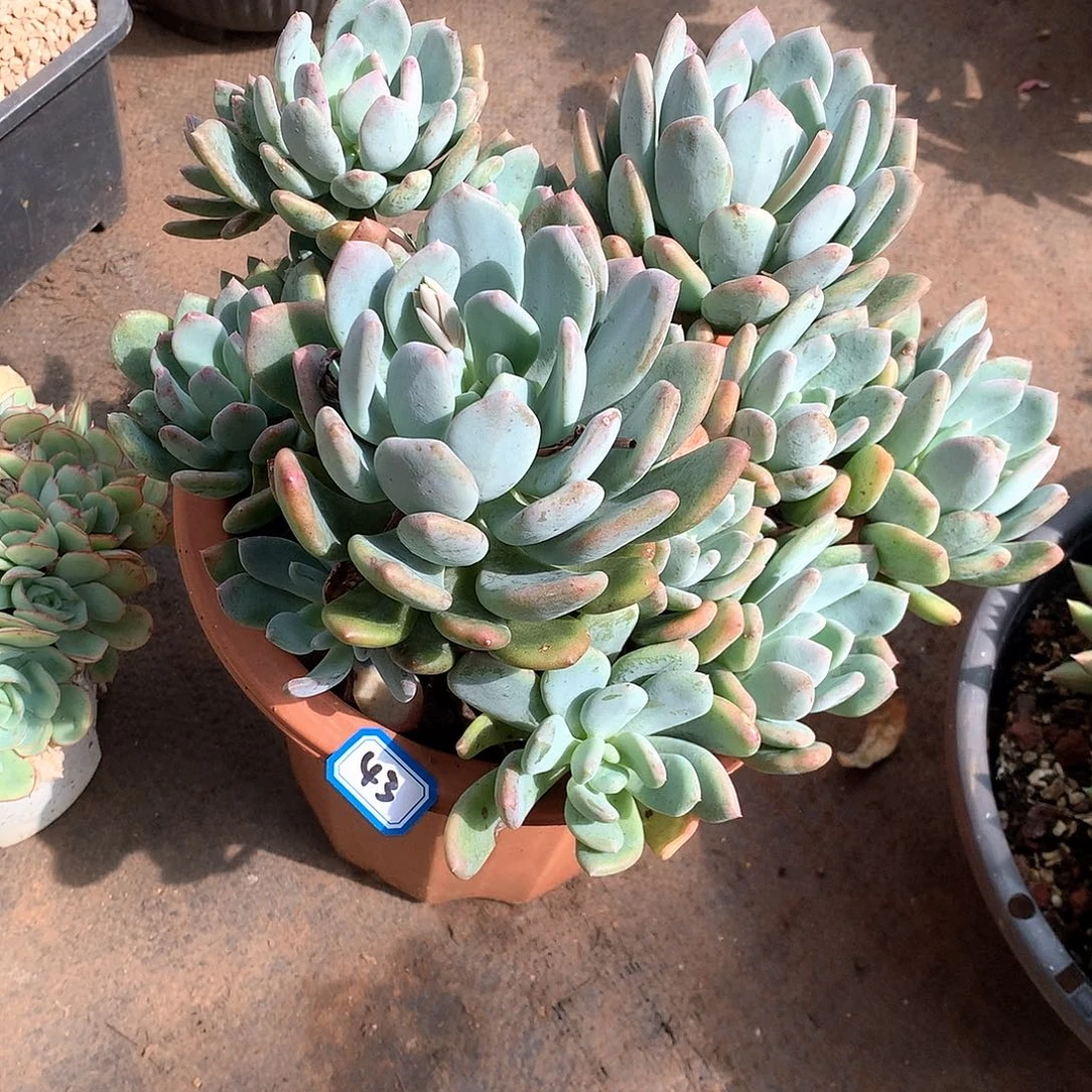 43灰姑娘一物一拍多肉