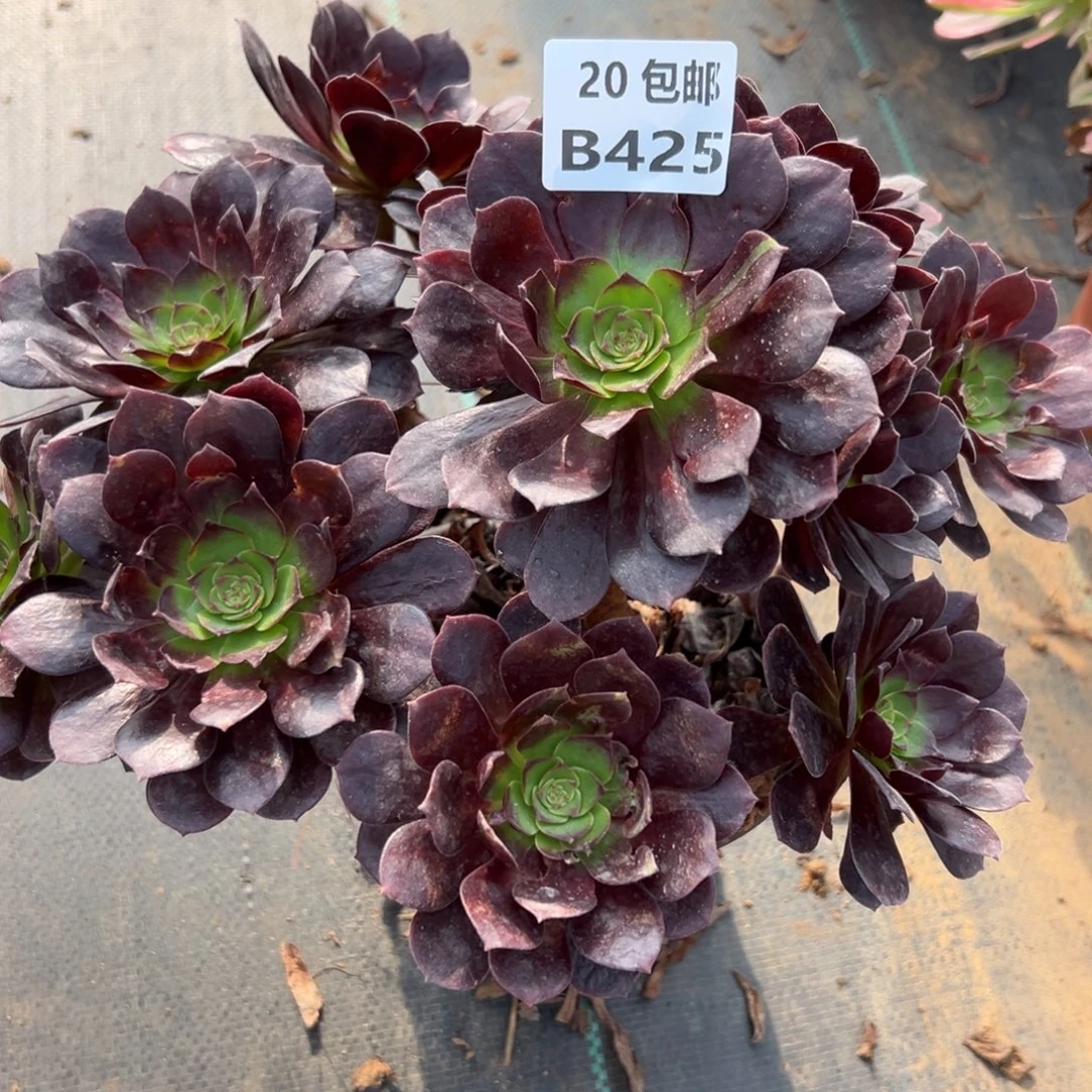 425赤颜连，多肉法师