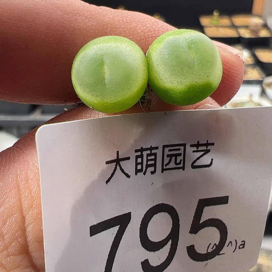 一物一拍。       795