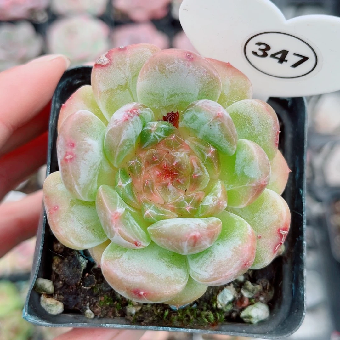 347号新品珍妮单头