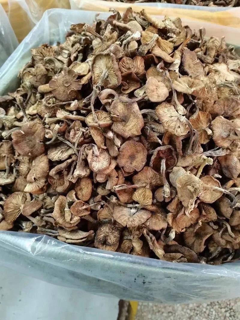 原生态深山干榛蘑