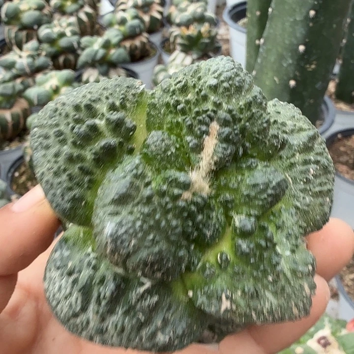 无花朵062大型体炸尤哥斯拉