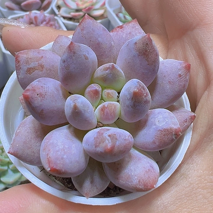 半夏19包邮多肉植物