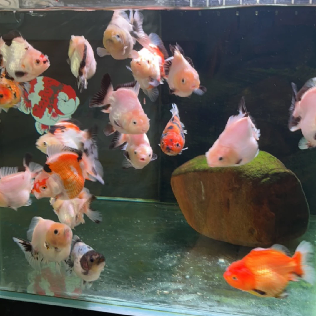 精品泰狮玛丽金鱼