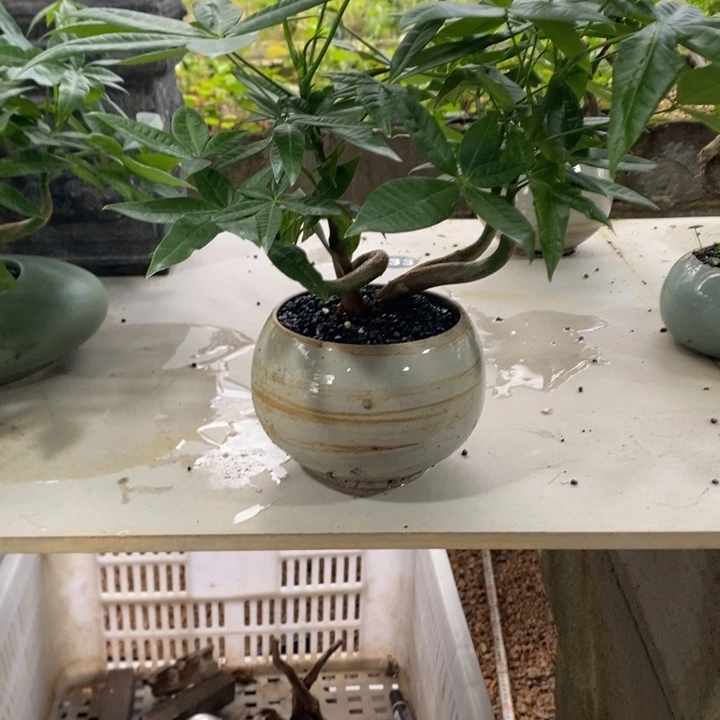 *****无花朵退款拉黑拉黑94