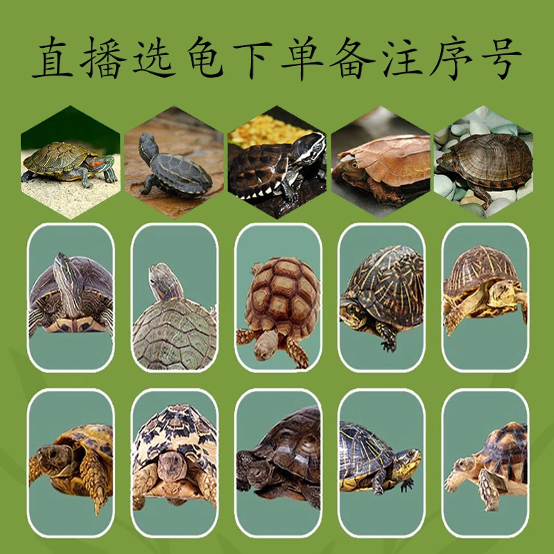 家养龟【直播选龟下单备注序号】深水龟推荐