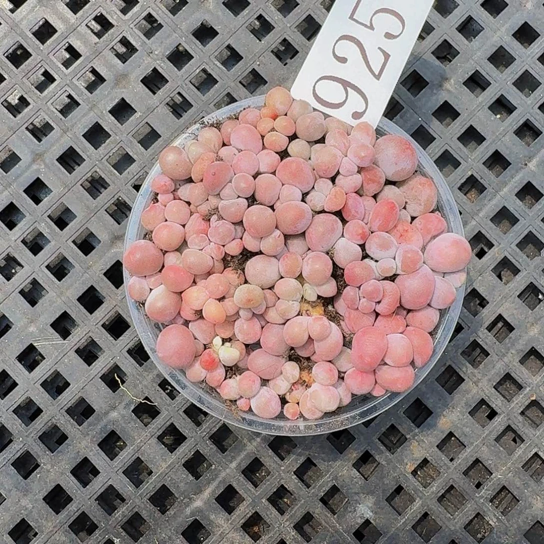 多肉植物多肉植物925