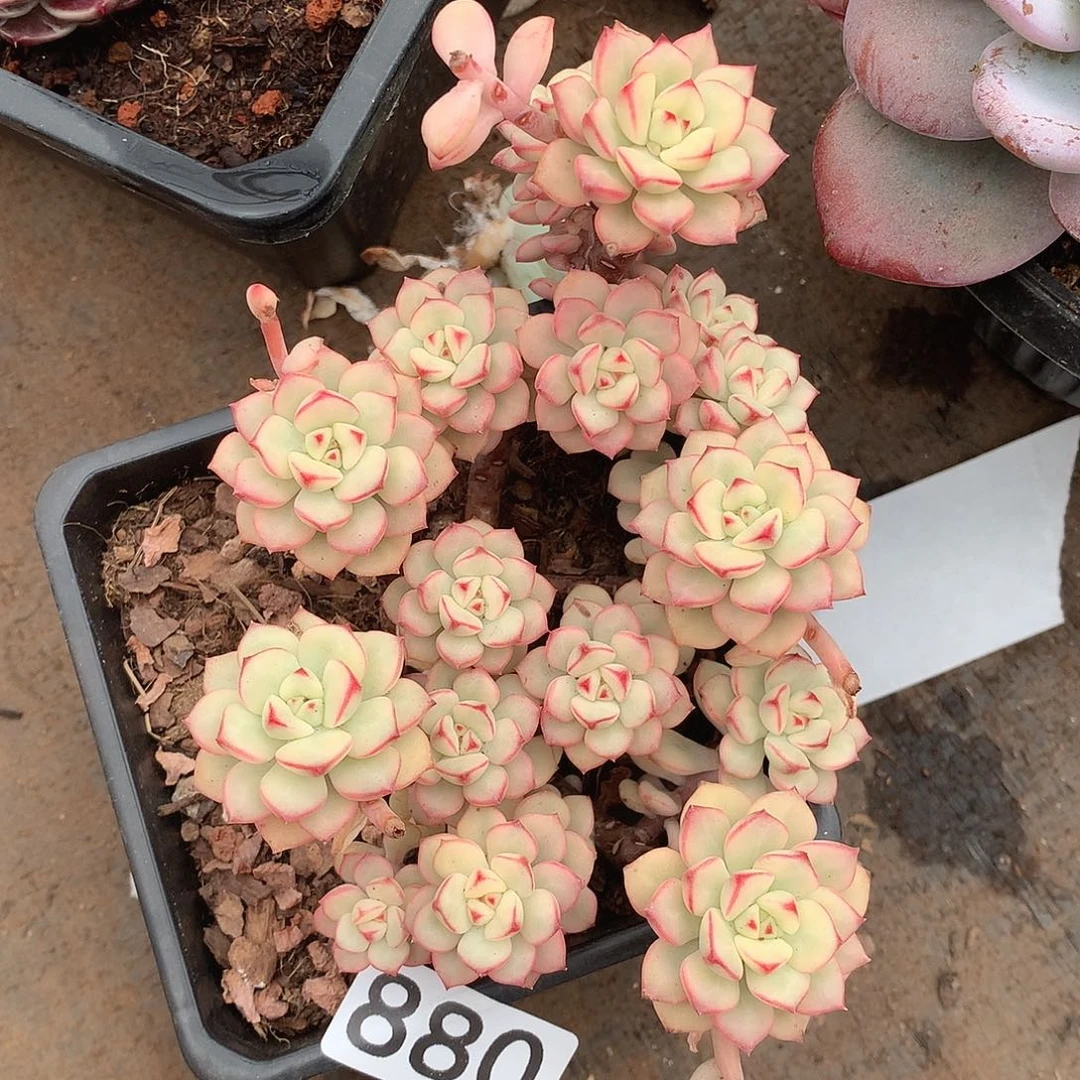 880探戈锦一物一拍多肉