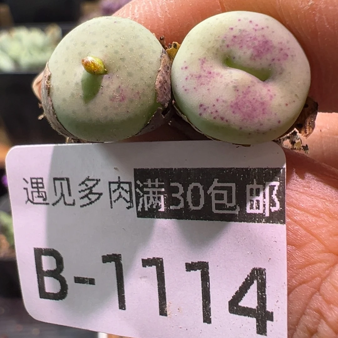 多肉植物1111111111111