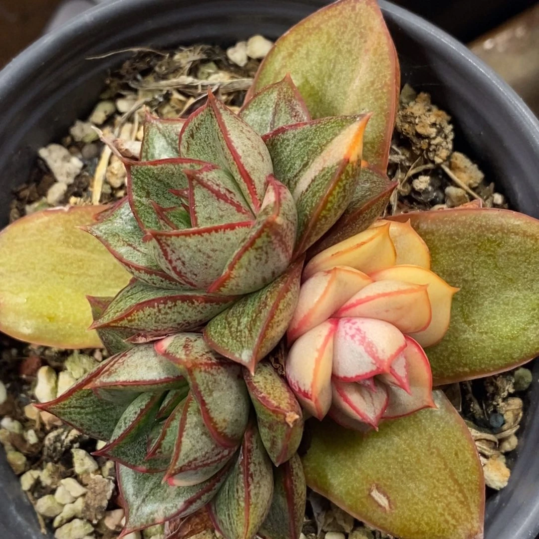 677福伦锦麒麟座底座