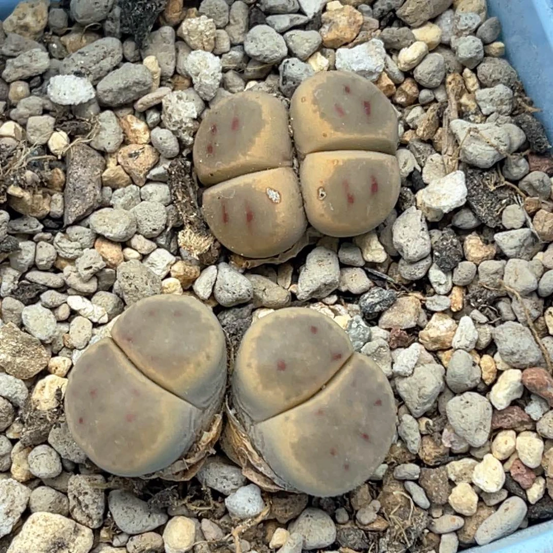 5112双头惜春两颗。