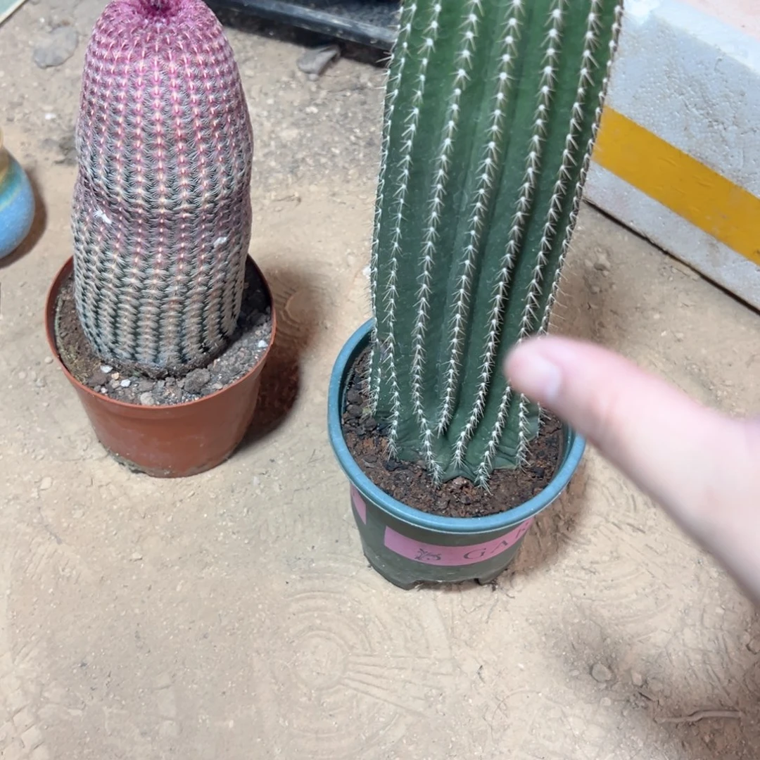 *****哈哈哈哈哈哈哈哈哈哈哈