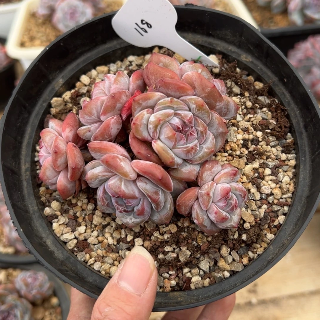 六头精控短肥圆紫心