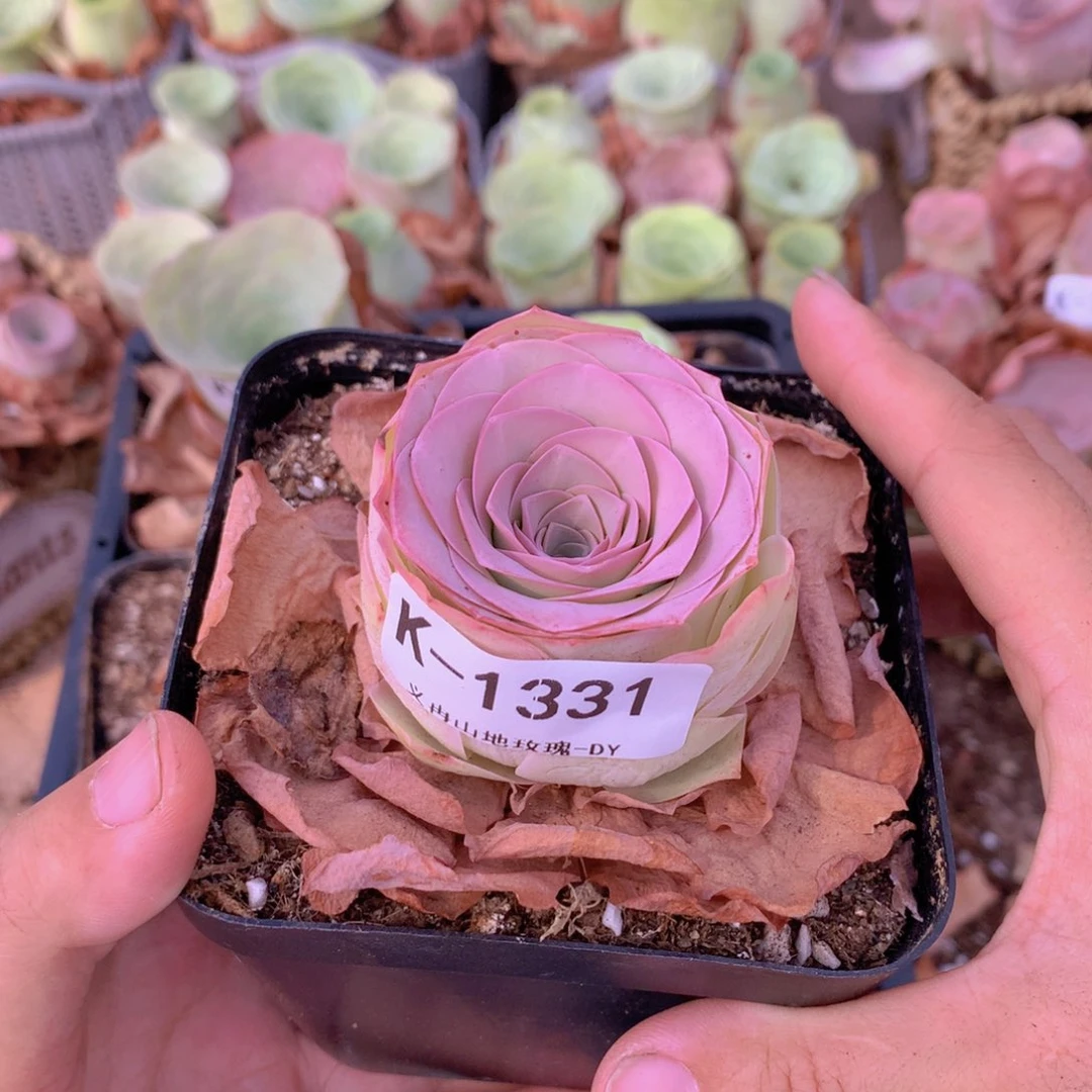 1331洛可可优选版g h g g