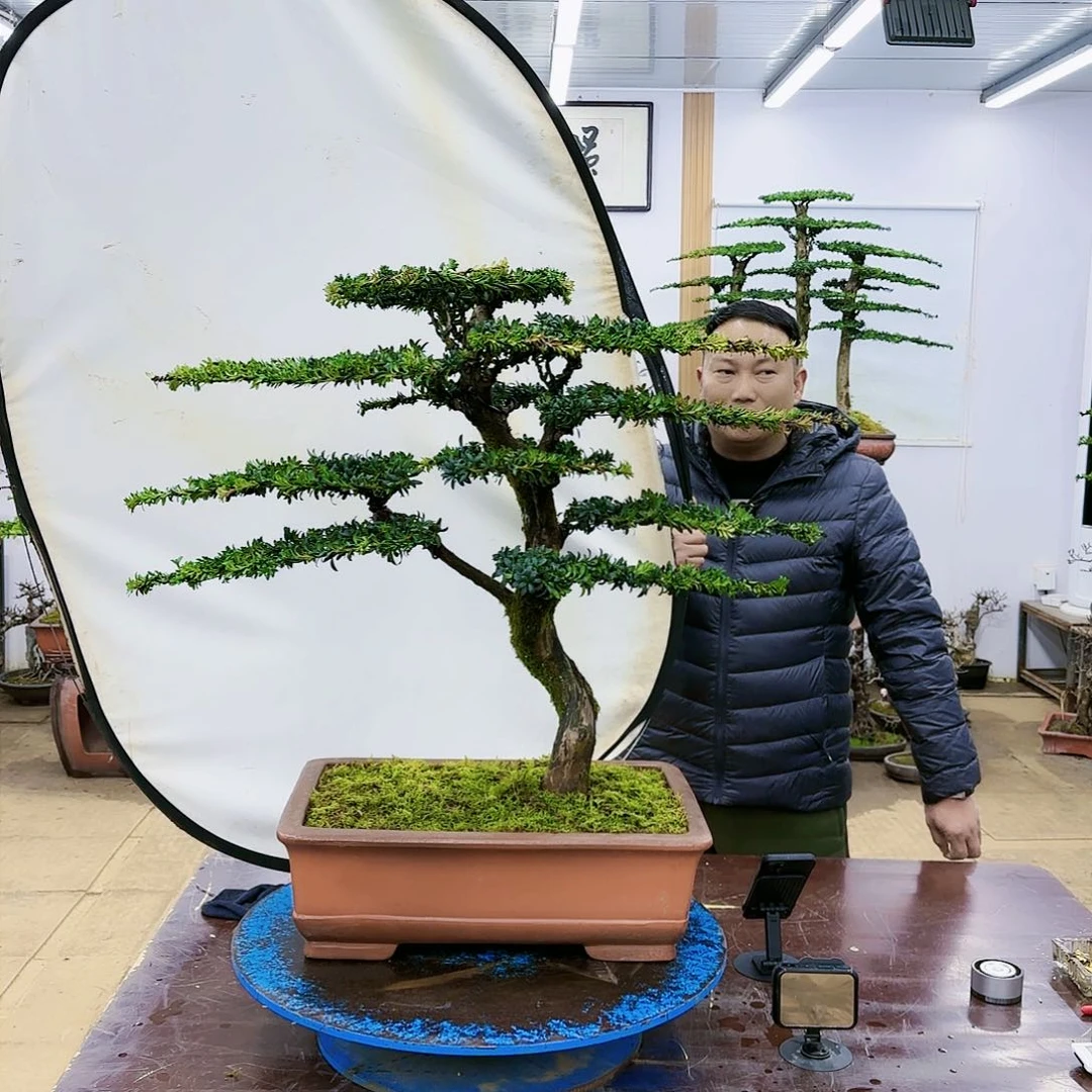 盆景欢迎大家一起来捡漏