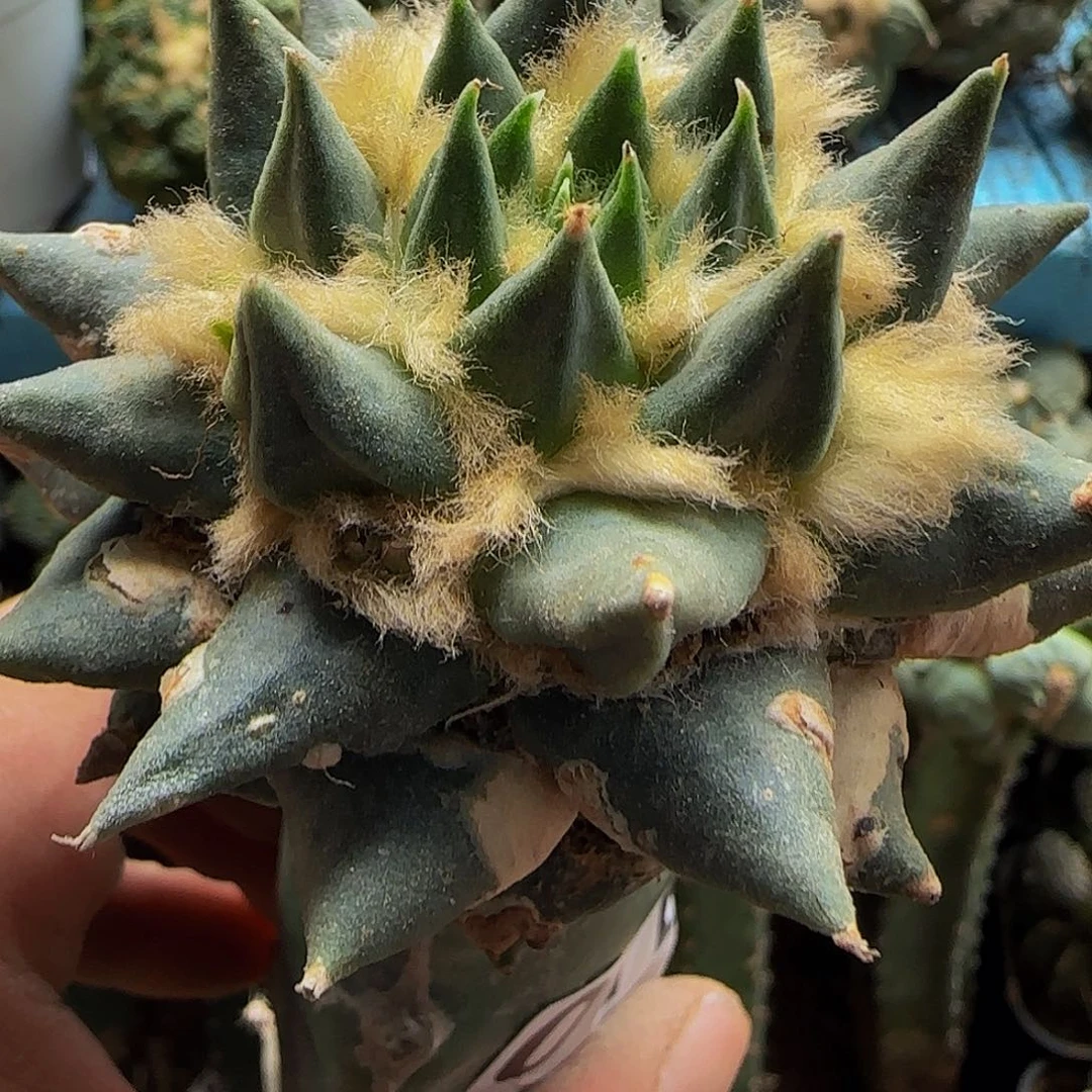 龙牙010仙人球开花了