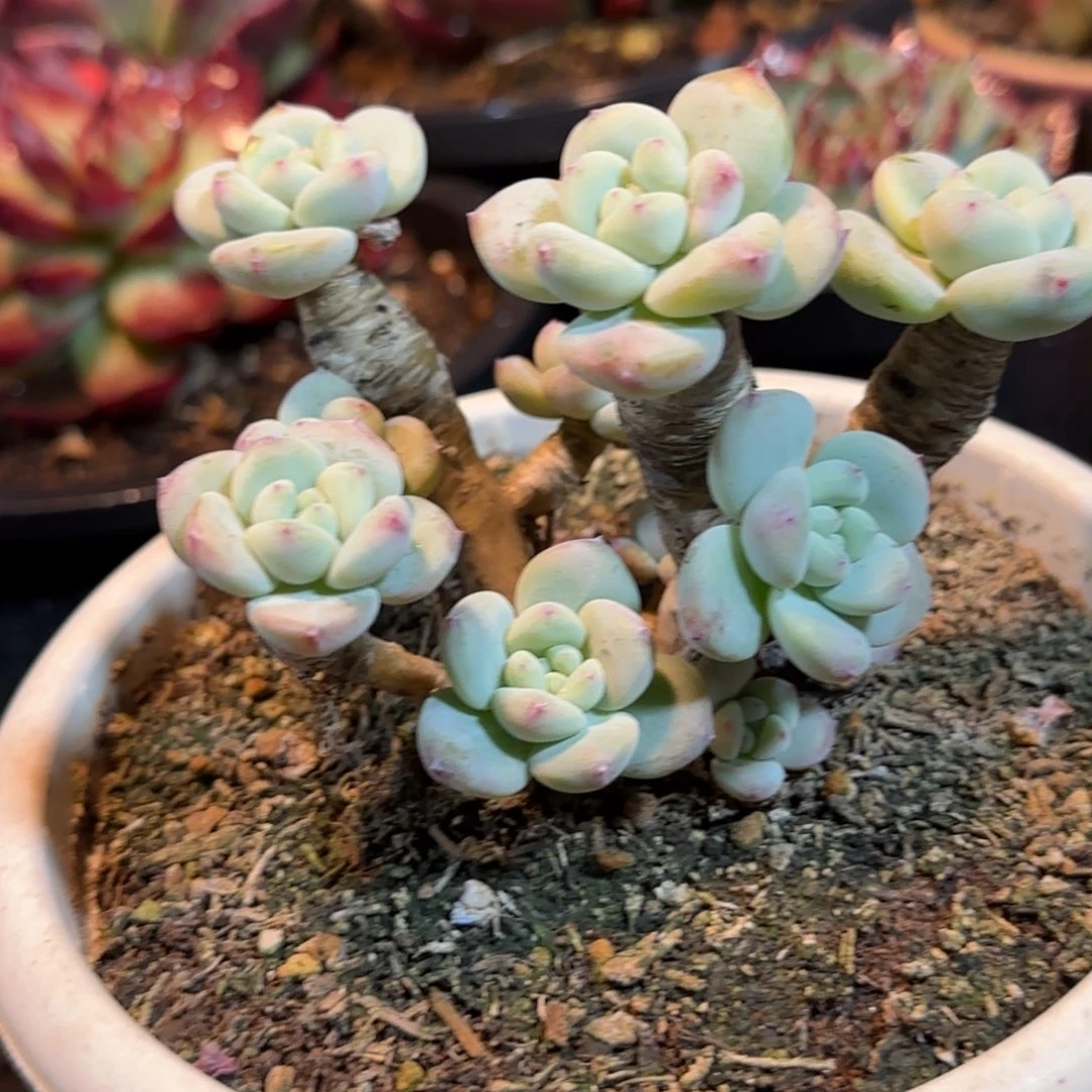 丸叶望舒一物一拍包装收缩花旱