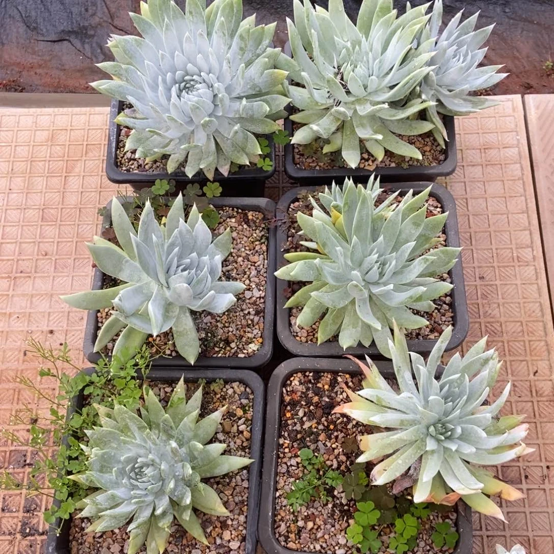 六棵打包出多肉植物