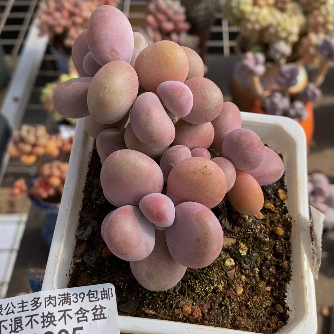 蔷*花腰子桃蛋305/7c m