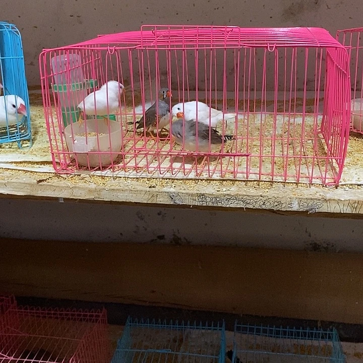 珍珠鸟往*白加灰珍珠，包活到家