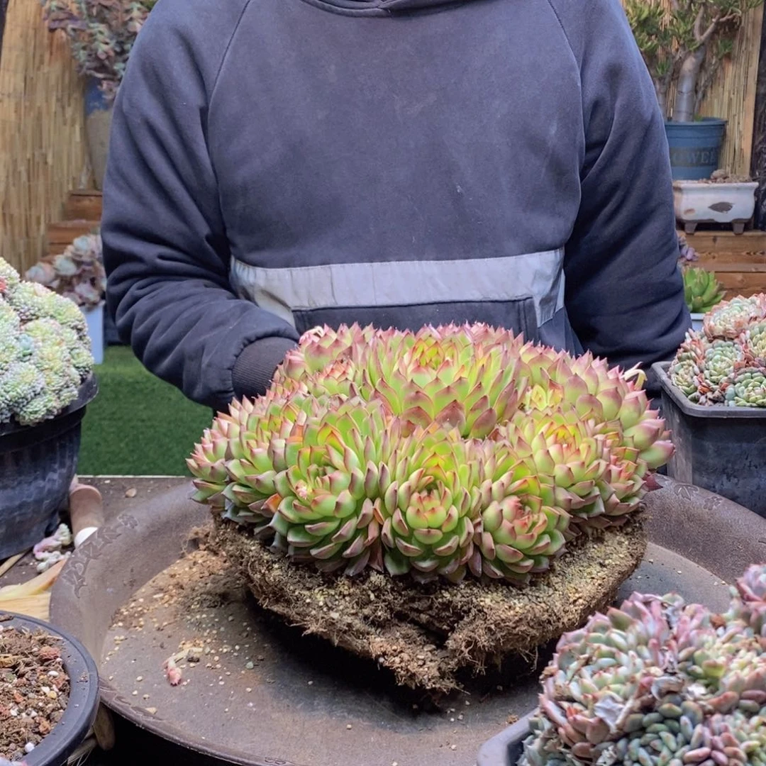 前**事102号萤火虫手捧配盆发货