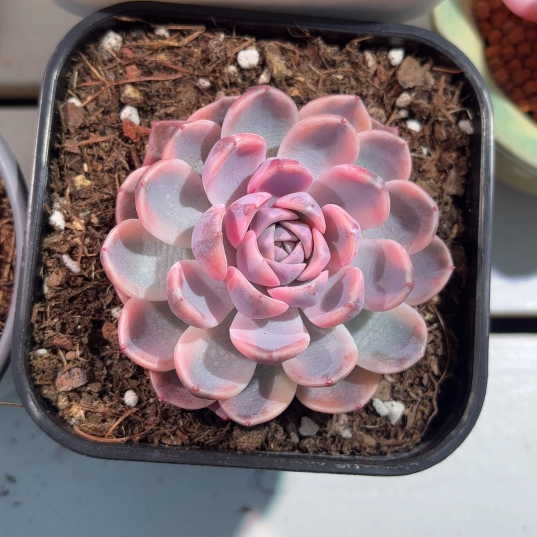 汉堡锦多肉植物锦