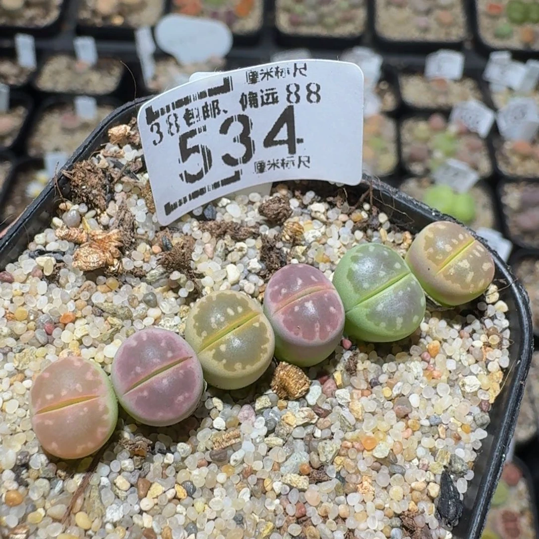 zzzz精品生石花534