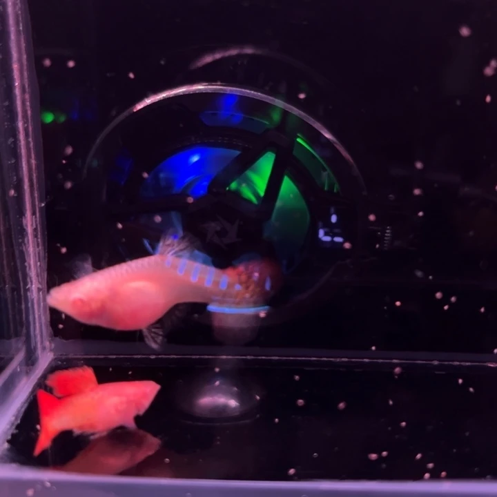 孔雀鱼红龙白子玻璃猫1对
