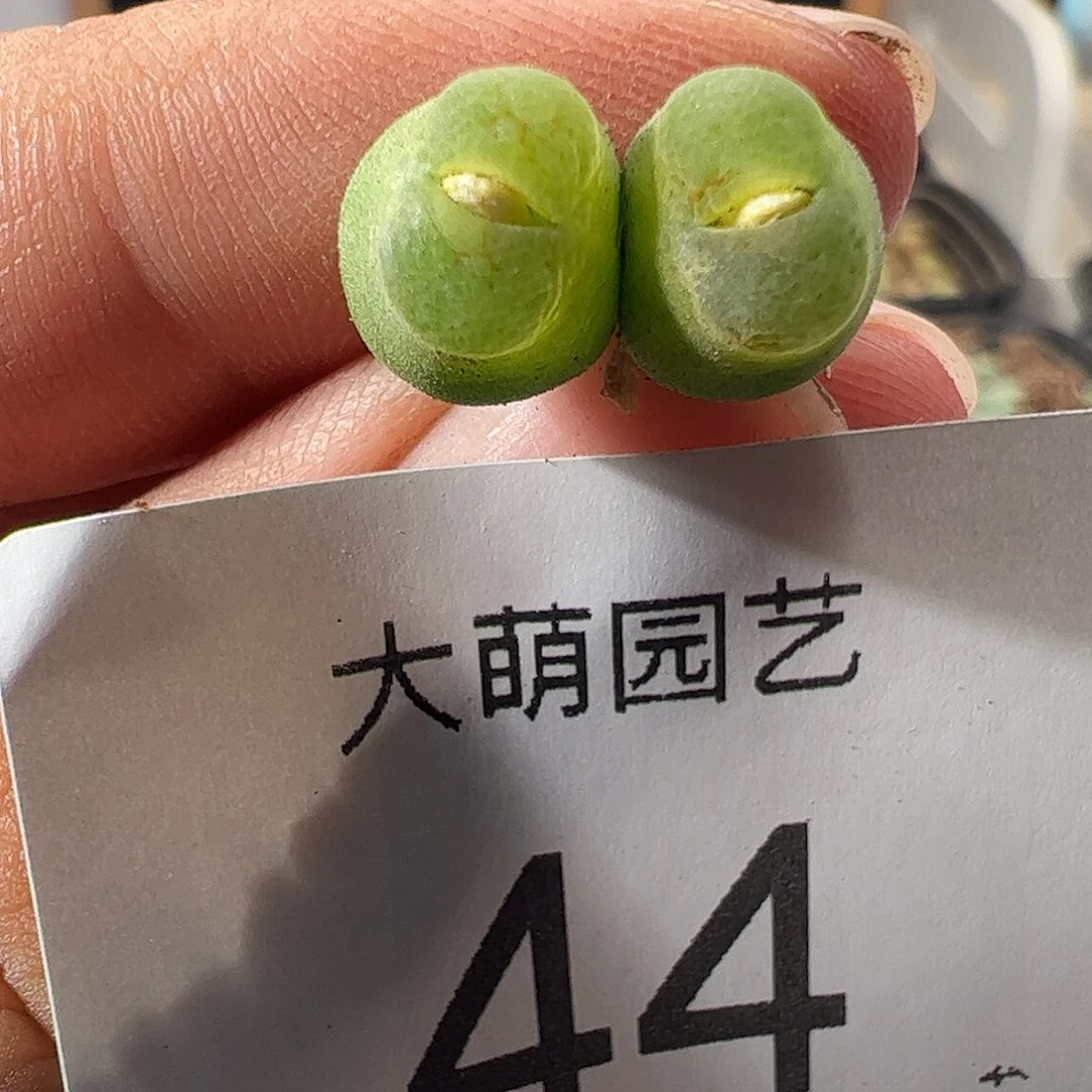 一物一拍。         44