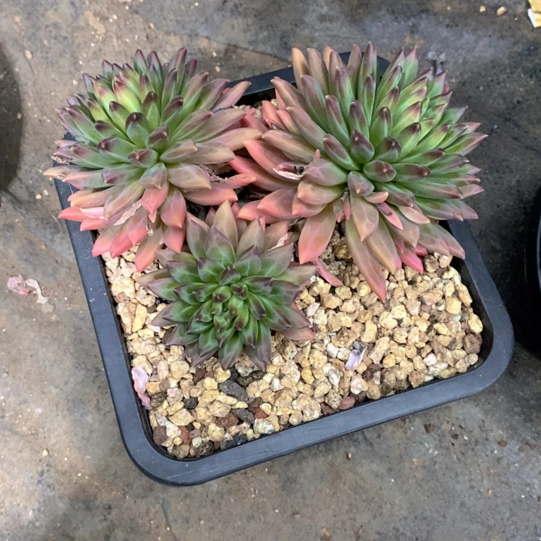 Z***g美人系多肉植物小老桩