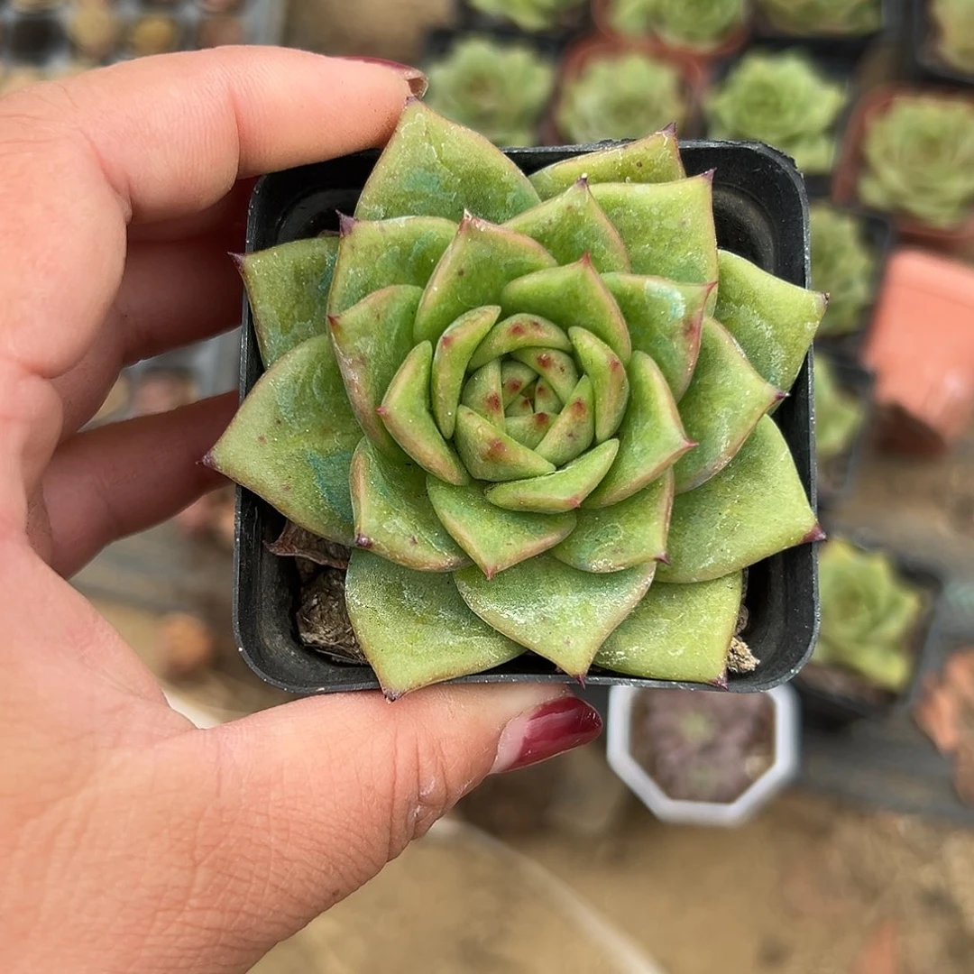 多肉植物蔷薇玛丽亚